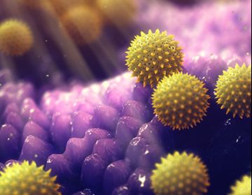 Allergy thumbail.jpg