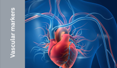 Vascular_Antigens.png